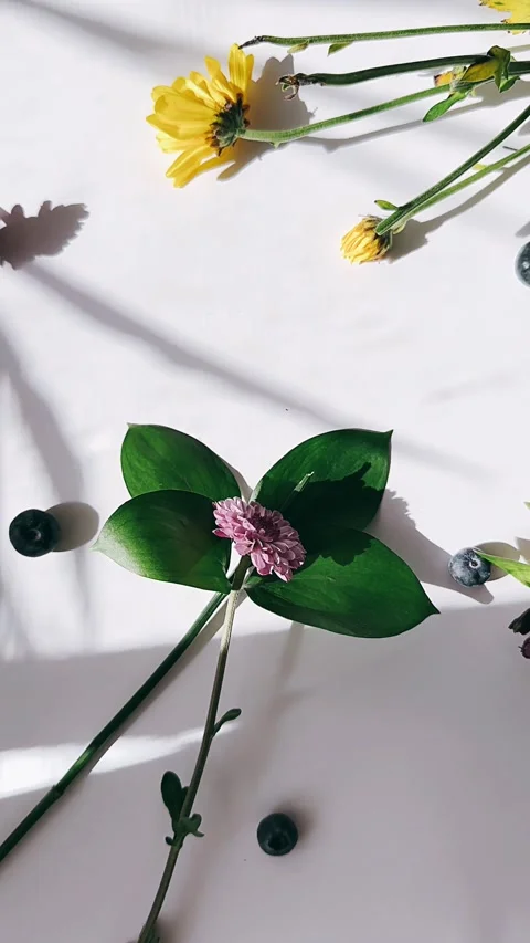 Looking down, plants, flowers, white background, botanical, arrangement, Stock Footage 267265906