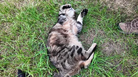 Looking Down At Playful tabby cat rolling on green grass. slow motion Vídeos de archivo 316898016