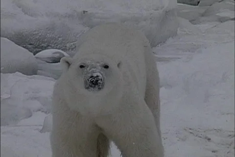 Looking down at Polar bear Stock Footage 465395
