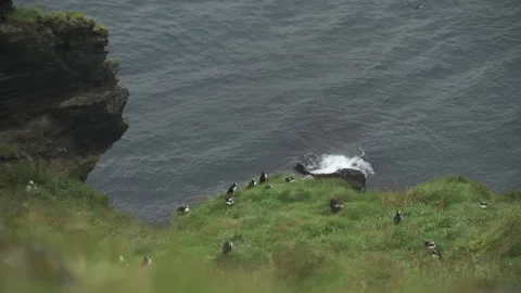Looking down the Puffin Colony, Iceland, 4K 스톡 동영상 244938669