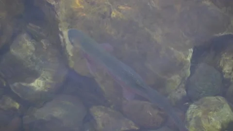 Looking down on a Rainbow Trout swimming 스톡 동영상 170723664