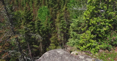 Looking down in the ravine boreal forest in bright sunny day Stockbeeldmateriaal 130974989