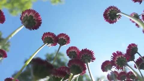 Looking from down on red flowers (Bellis perennis) sway in wind in blue sky Stock Footage 340079115