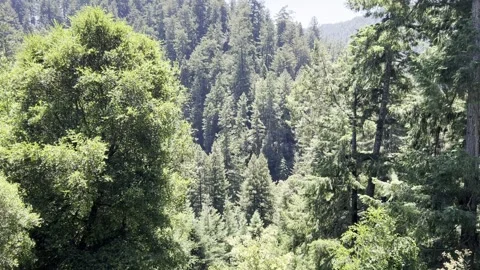 Looking down at Redwoods Stock Footage 317102812