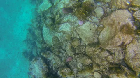 Looking down on the reef Stock Footage 42727683