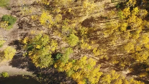 Looking Down, Rising Up on Scene of Gold Aspens - Drone Video stock 161892687