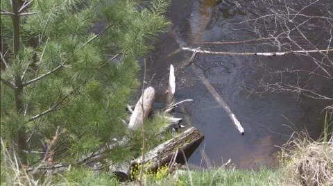 Looking down at river with logs Video stock 718871