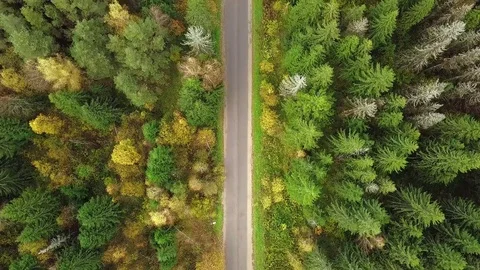 Looking down on road in forest of breathtaking Autumn colors, Fall splendor, aer Stock Footage