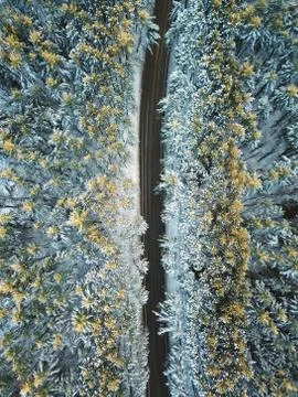 Looking Down on Road Through Snowy Pine Forest Aerial Stock Photos
