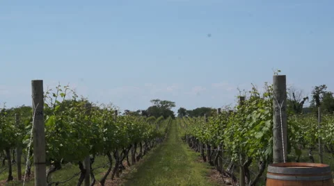 Looking down a row of grapes at a vineyard Stock Footage 46303005