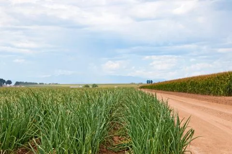 Looking Down A Row Of Onions Next To A Cornfield Stock Photos