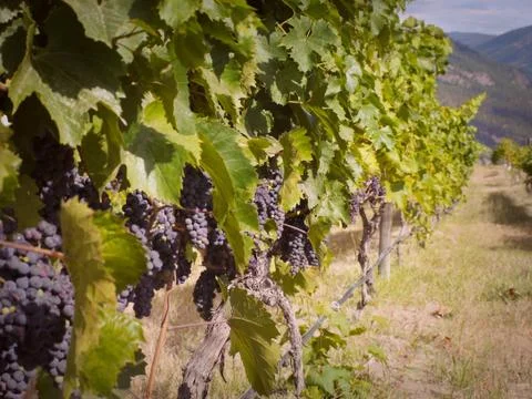 Looking down a row of ripe red grapes in a vineyard in summer Stock Photos