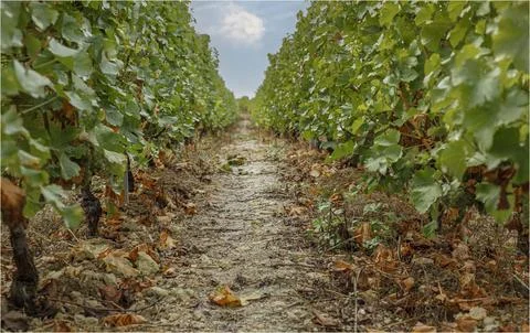 Looking down a row of vines in a Sancerre vineyard Stock Photos