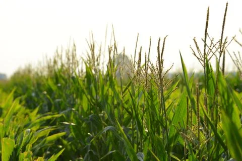 Looking down rows of corn Фото
