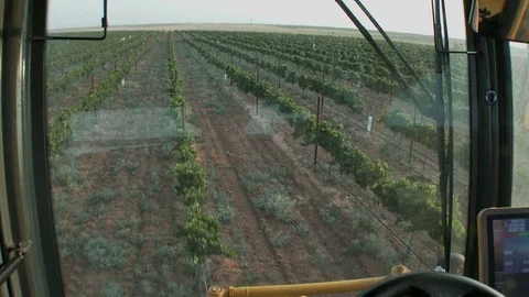 Looking down rows of grapes vines from within cab of harvestor, 4K. Stock Footage 79831476