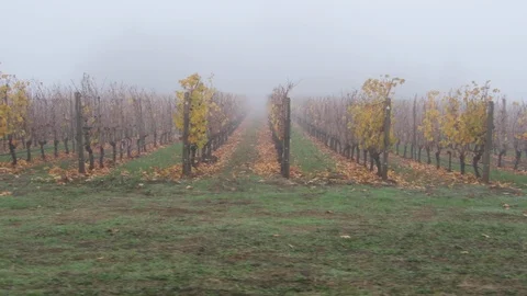 Looking down the rows of a vineyard on a foggy fall day. Stock Footage 98864997