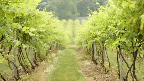 Looking down the rows of a vineyard with leaves swaying in the breeze. 4k60p Stock Footage 135055164