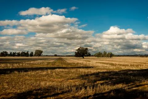 Looking down the rows of Winter stubble against blue sky and clouds. Stock Photos