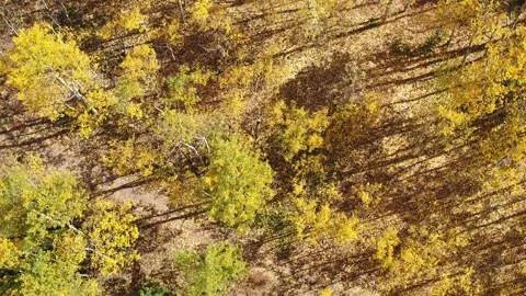 Looking down on Scene of Gold Aspens - Drone Video stock 161892681
