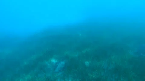 Looking down sea grass growing under the water Stock Footage 138748691