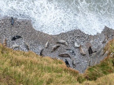 Looking down on Seals on the Great Orme, Llandudno, North Wales, UK Stock Photos