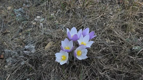 Looking down on six wild purple crocus flowers blowing in the wind. Stock Footage 131566238