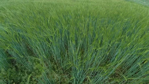 Looking down slow motion young green wheat sway in light breeze on farming field Stock Footage 131299482