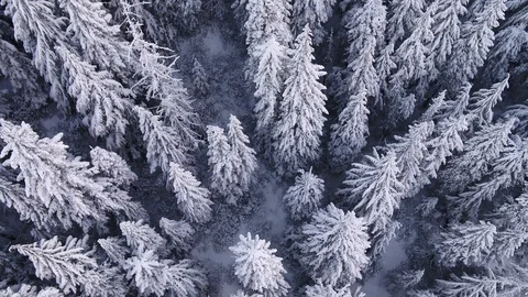 Looking down at snow covered pine tree forest Stock Footage 128138767