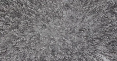Looking down on snowy pines in Northern Canada, travelling aerial medium speed Video stock 85566145
