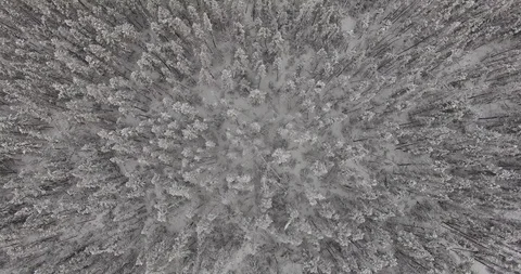 Looking down on snowy pines in Northern Canada, slow zoom out, slow zoom in Video stock 85567516