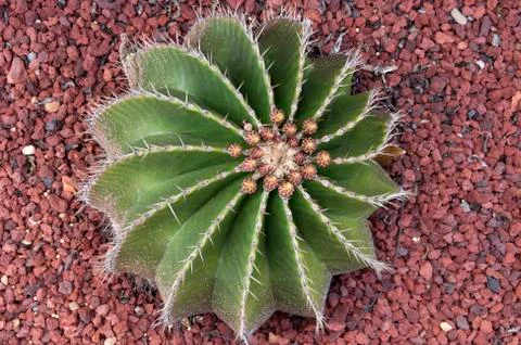 Looking down on the spiral shape of a ferocactus schwarzii cactus Stock Photos
