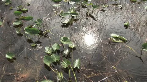 Looking Down Onto Swampy Waters 2 스톡 동영상 19202051