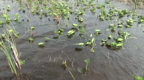 Looking Down Onto Swampy Waters Video stock 19201831
