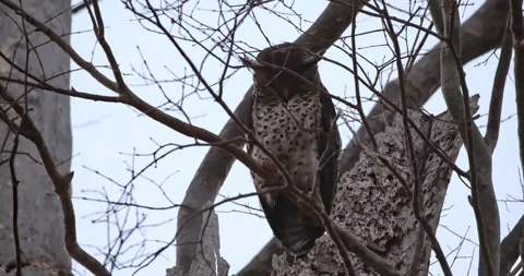 Looking down then moves its head to stoop down to look below, Spot-bellied Stock Footage 271717128