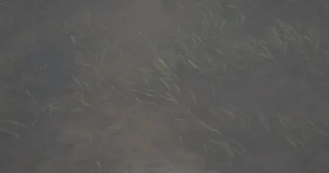Looking down through clear San Juan River water at sparse short submerged gra Stock Footage 336407703