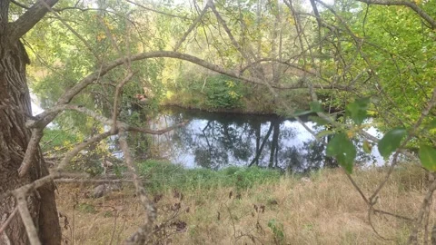 Looking Down Through Tree Branches At Calm River Water Below Stock Footage 348028647