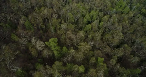 Looking down through tree canopy from above reveals mountains drone aerial 4k Stock Footage 114137641