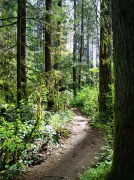 Looking down a trail in the forest on a sunny day Foto stock