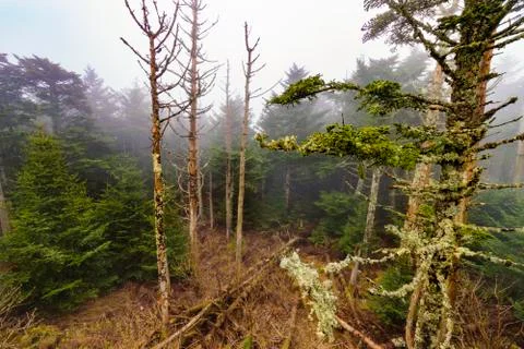 Looking Down Trees Stock Photos