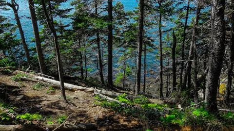 Looking down at the trees Photos