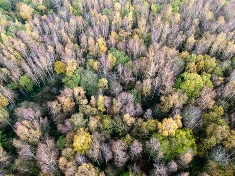 Looking down on the treetops along Alyn Valley Stock Photos
