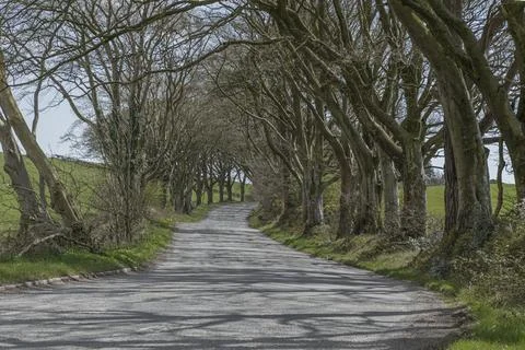 Looking down a tunnel of trees Stock Photos
