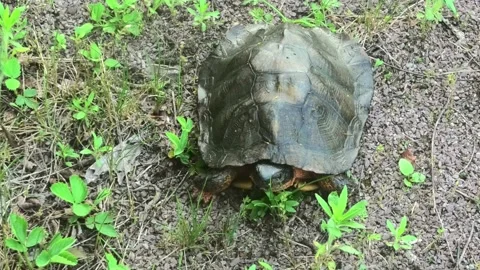 Looking Down on a Turtle Stock Footage 155562108