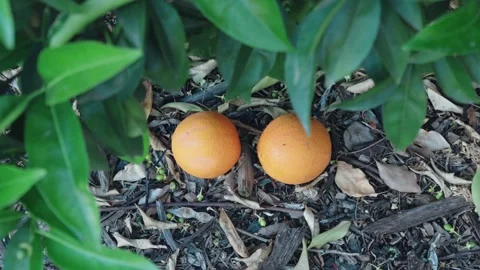 Looking down at two oranges that fell of a citrus tree with gnats Stock Footage 308610578