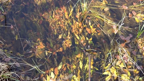 Looking down upon a plant filled stream Stock Footage 140799326