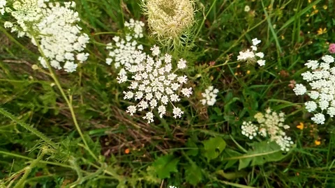 Looking down at white apiaceae blooms in a field in Latvia with lady bugs Stock Footage 116370431