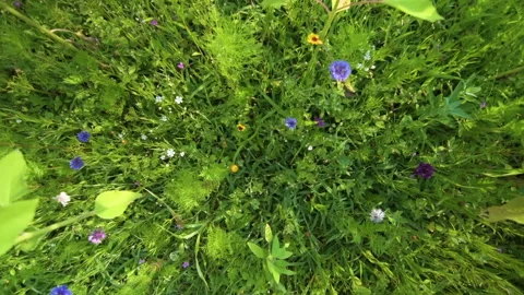 Looking down on wildflowers in the breeze Stock Footage 160055349