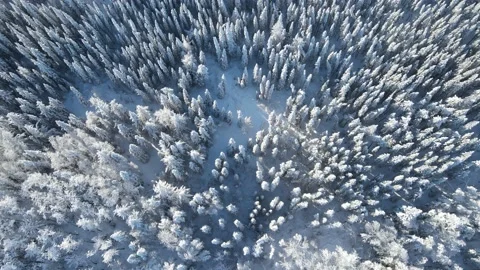Looking down into a winter Black Spruce boreal forest with snow covered trees  Stock Footage 229405834
