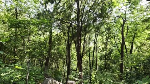 Looking Down at the Woods and Steps from the Mountain Stock Footage 317474656
