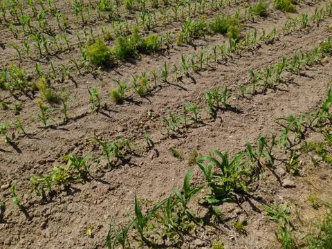 Looking down on young and small corn plants in field with very dry soil on su Stock Photos